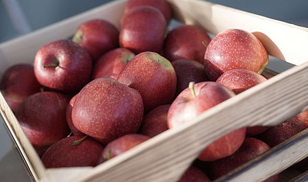 Der steirische Obst- und Gemüseproduzent Frutura präsentiert den BioBienenApfel